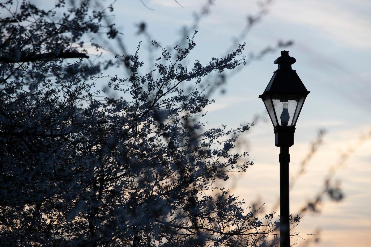 Street lamp by cherry blossom tree